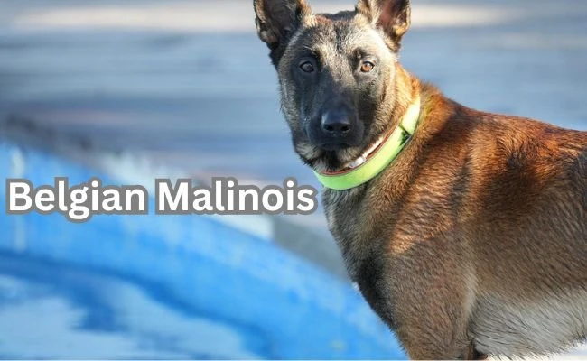 Belgian Malinois