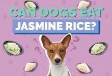 Is Jasmine Rice Good for Dogs