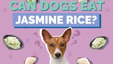 Is Jasmine Rice Good for Dogs