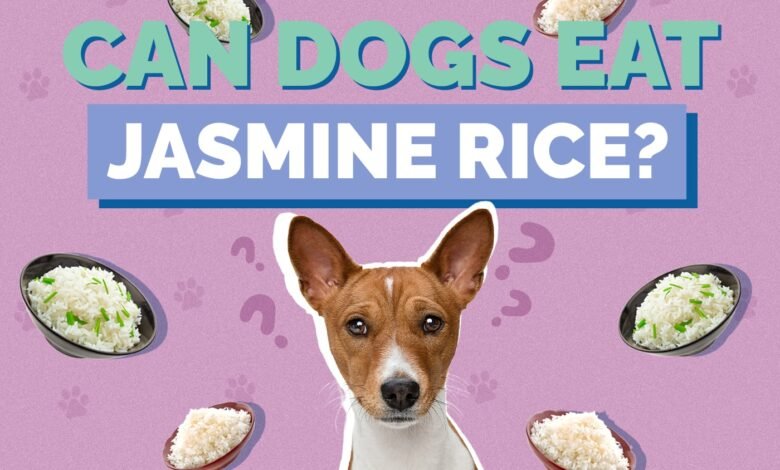 Is Jasmine Rice Good for Dogs