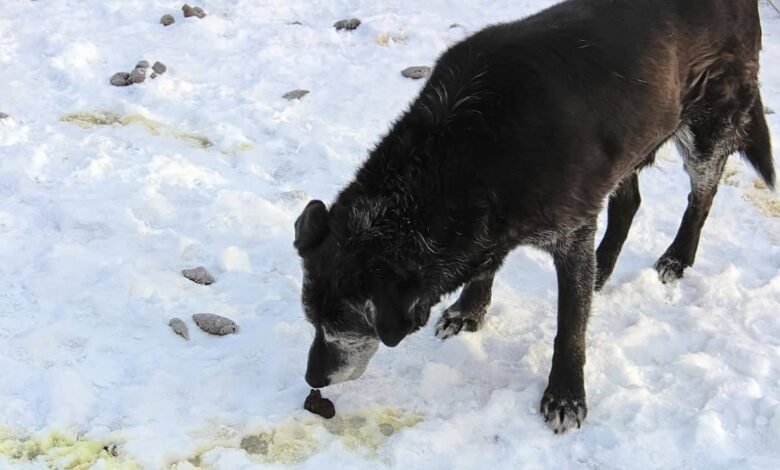 How to Stop a Dog From Eating Poop