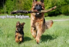 dogs from Belgium