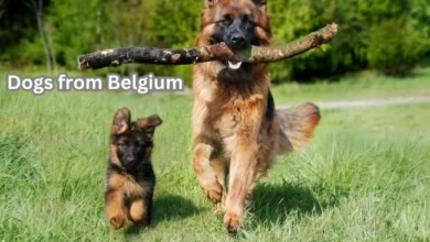 dogs from Belgium