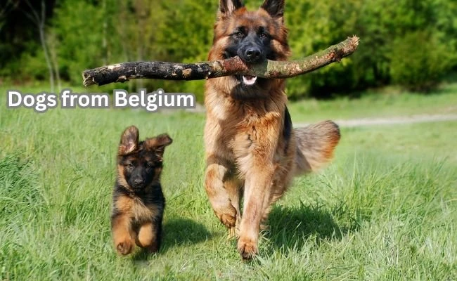 dogs from Belgium