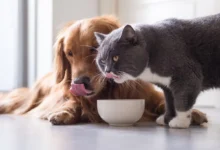 Is It Bad for Dogs to Eat Cat Food