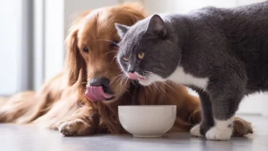 Is It Bad for Dogs to Eat Cat Food