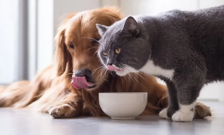 Is It Bad for Dogs to Eat Cat Food