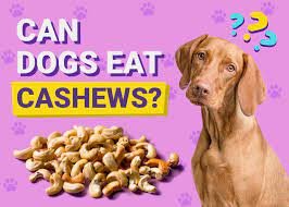 Can Dogs Eat Cashews