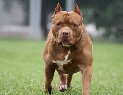 PitBull Muscle