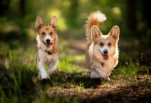 Top 10 Dogs With Short Legs