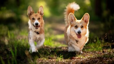 Top 10 Dogs With Short Legs