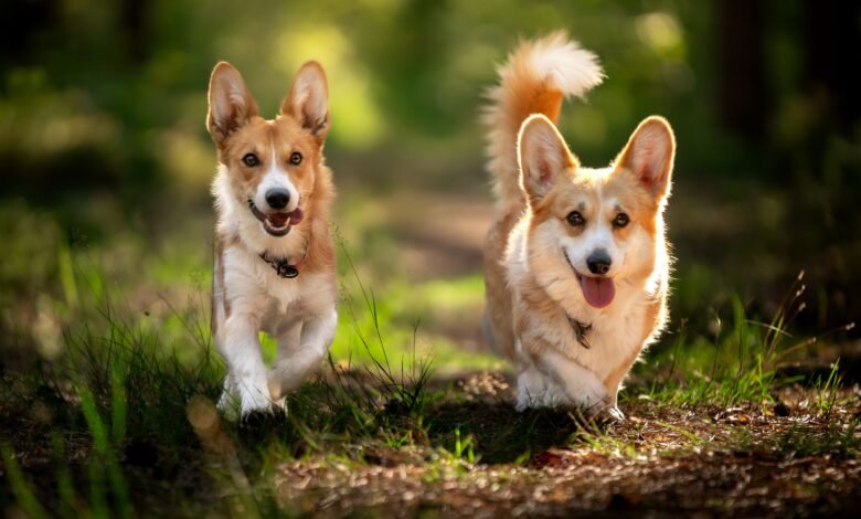 Top 10 Dogs With Short Legs