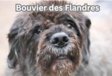 Bouvier des Flandres