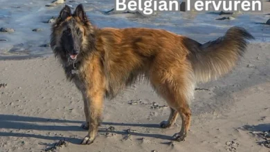 Belgian Tervuren