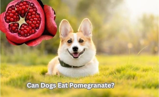 Can Dogs Eat Pomegranate?