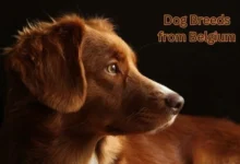 Dog Breeds from Belgium