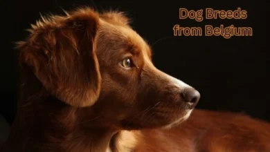 Dog Breeds from Belgium