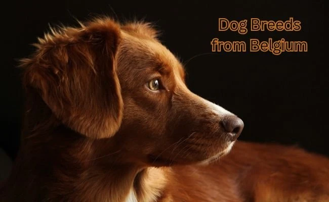 Dog Breeds from Belgium