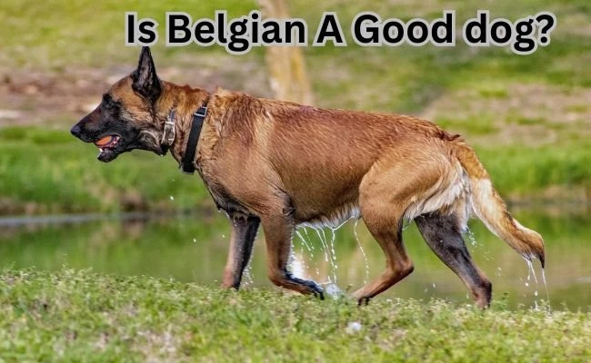 Is Belgian a Good Dog