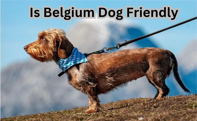Is Belgium Dog Friendly?
