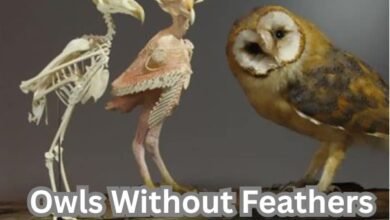 Owls Without Feathers