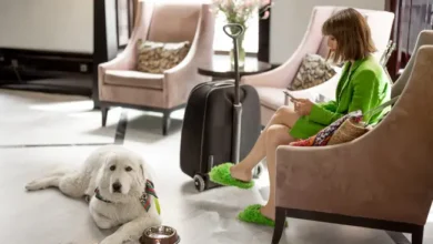 Breeds That Love Lounging All Day Long