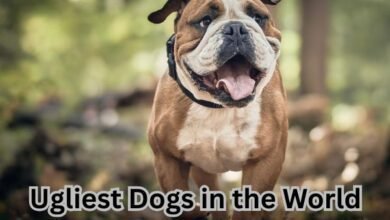 Ugliest Dogs in the World