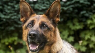 What Triggers a Dog to Bite