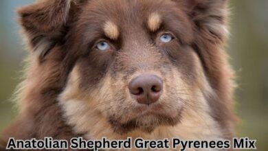 Anatolian Shepherd Great Pyrenees Mix