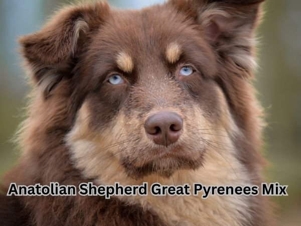 Anatolian Shepherd Great Pyrenees Mix