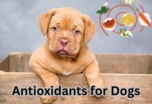 Antioxidants for Dogs