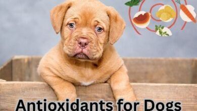 Antioxidants for Dogs