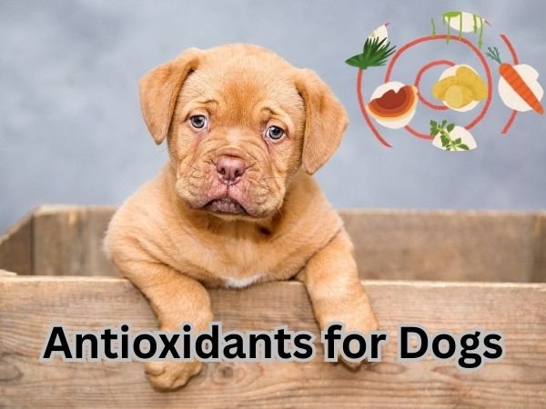 Antioxidants for Dogs