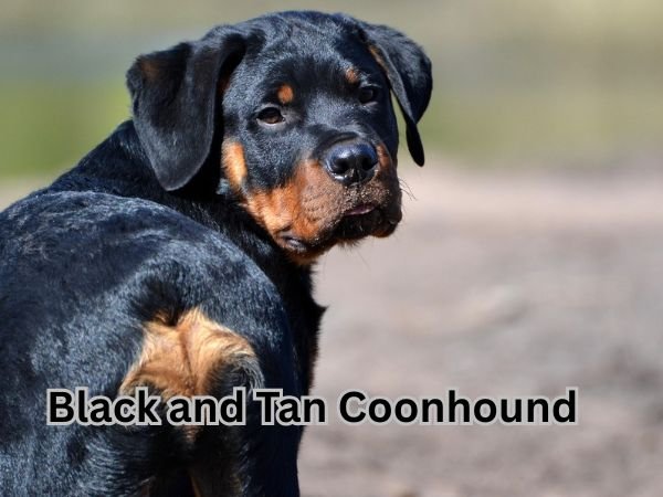 Black and Tan Coonhound