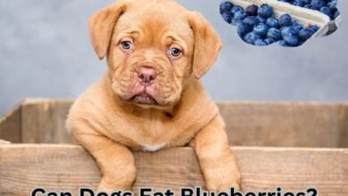 Can Dogs Eat Blueberries?