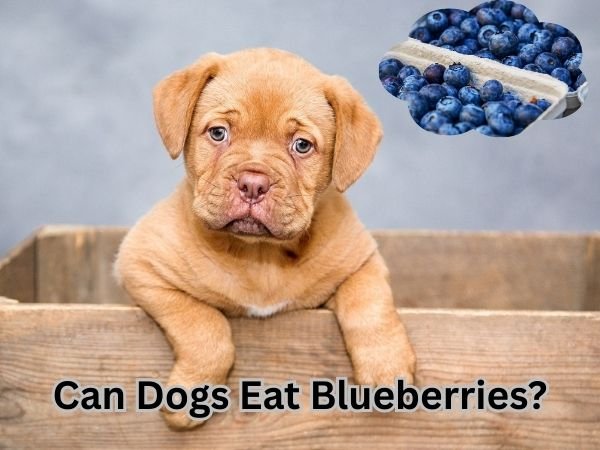 Can Dogs Eat Blueberries?