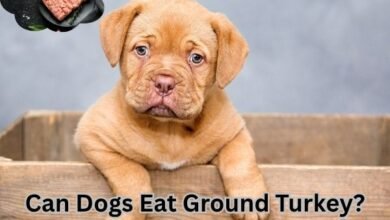Can Dogs Eat Ground Turkey?