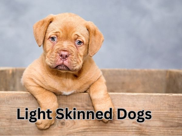 Light skinned dog