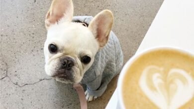 Can Dogs Drink Coffee?