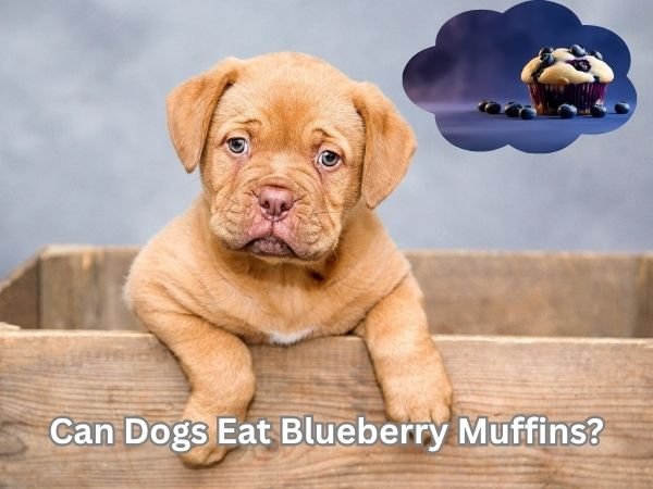 Can Dogs Eat Blueberry Muffins?