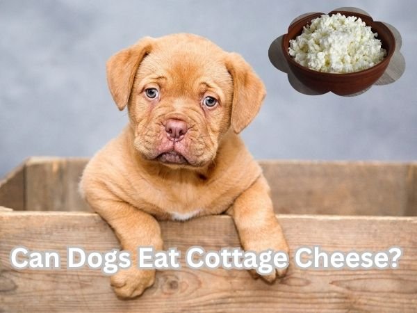 Can Dogs Eat Cottage Cheese?