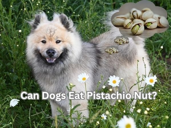 Can Dogs Eat Pistachio Nut?
