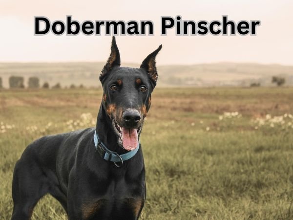 Doberman Pinscher