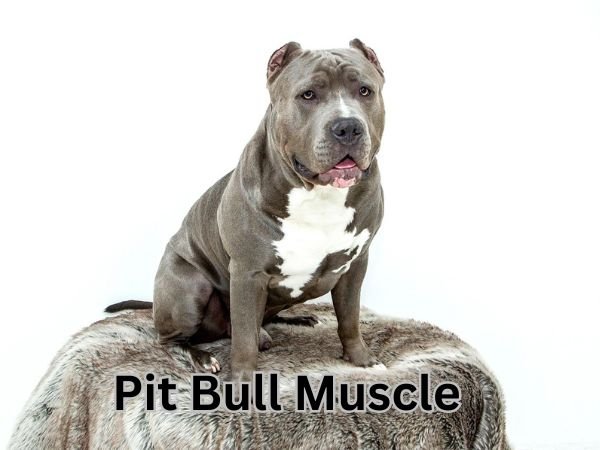 Pit Bull Muscles