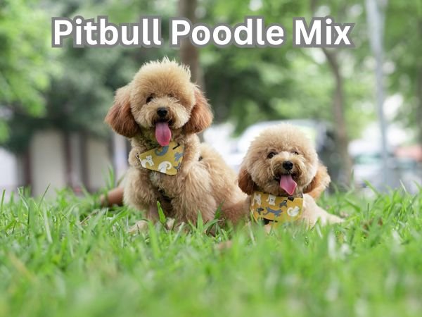 Pitbull Poodle Mix