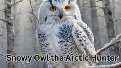 Snowy Owl the Arctic Hunter