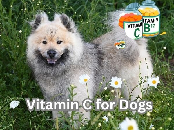 Vitamin C for Dogs