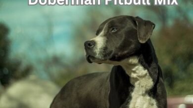 Doberman Pitbull Mix