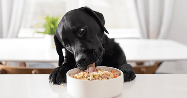 working dog food