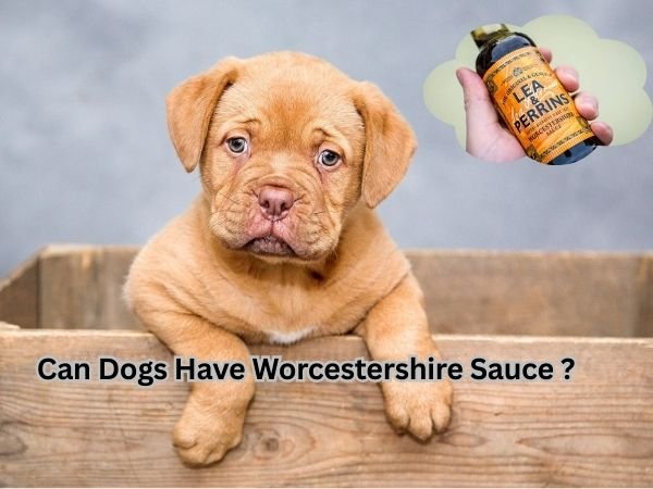 Can Dogs Have Worcestershire Sauce?